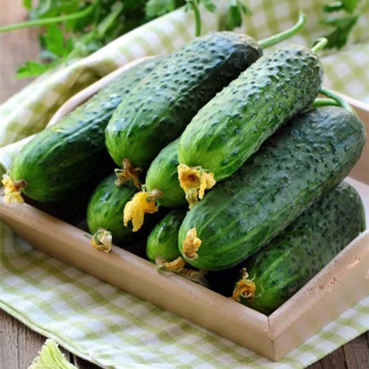 FRESH CUCUMBER 1 KG (IDO)